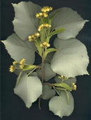 Msa tilia tomentosa 50 ml