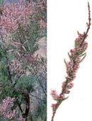 Msa tamarix gallica 50 ml