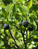 Msa vaccinium myrtil 50 ml