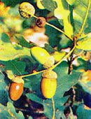 Msa quercus peduncol 50 ml