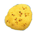 Spugna naturale fori piccoli 5/6 cm 7v