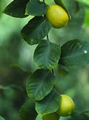 Msa citrus limonum 50 ml